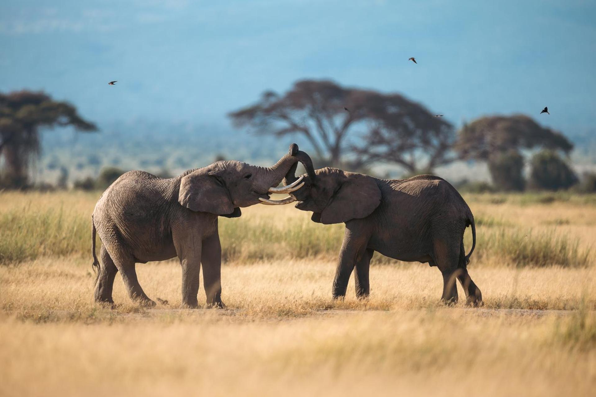 Kilimanjaro View Cabin-Amboseli Oloitokitok Номер фото
