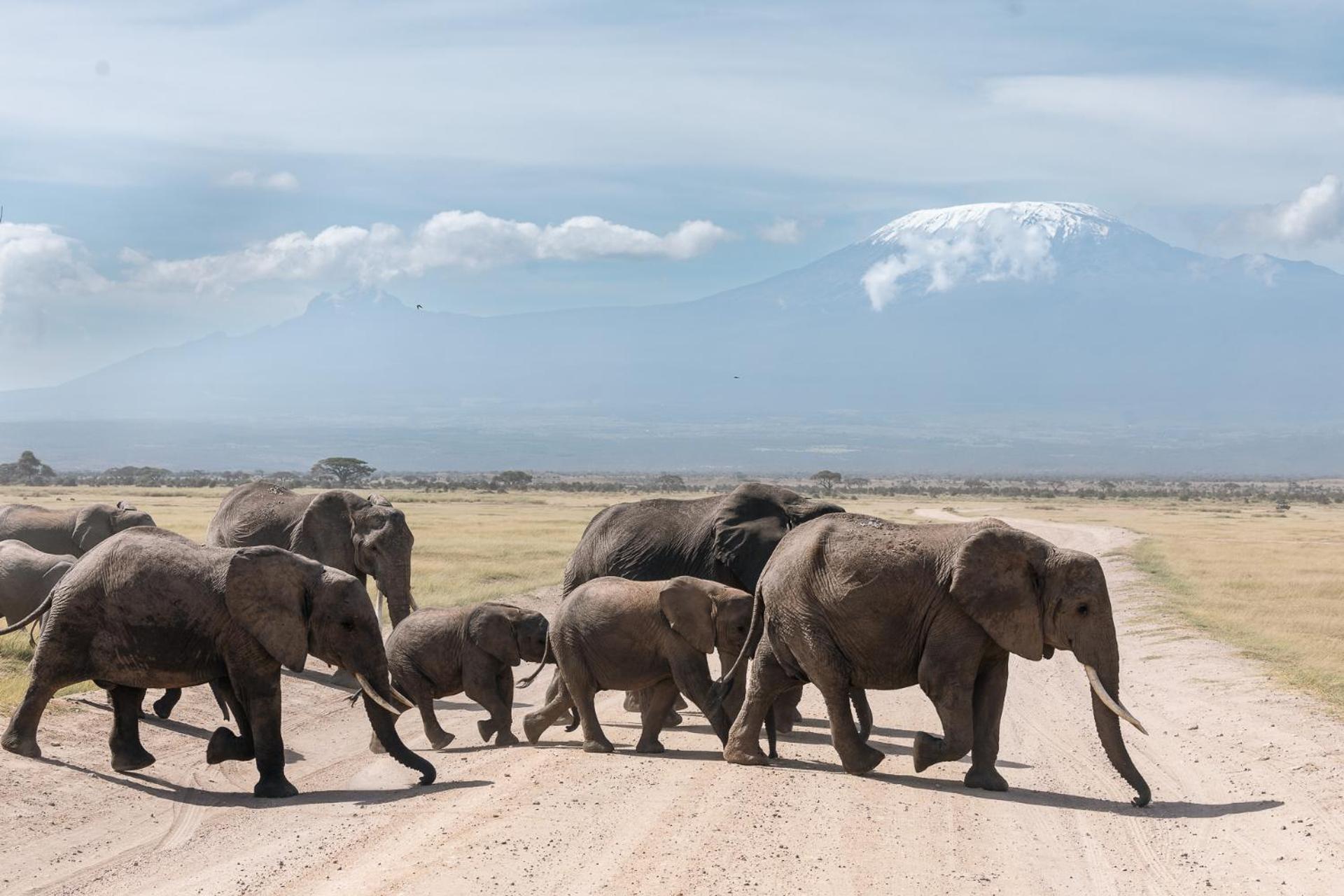 Kilimanjaro View Cabin-Amboseli Oloitokitok Номер фото